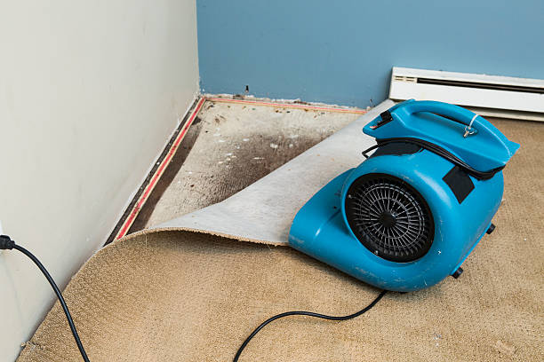 Best Professional water damage repair  in Cherryvale, SC